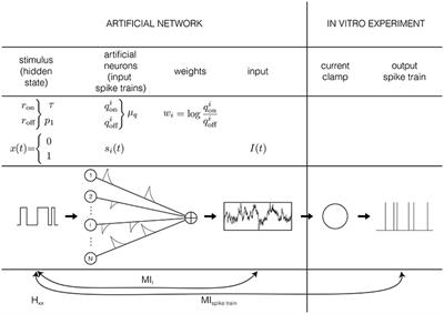 Estimating the Information Extracted by a Single Spiking Neuron from a Continuous Input Time Series